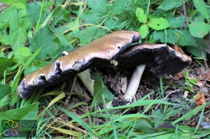 Stropharia rugosoannulata (1) (1200 x 800).jpg_product_product_product_product_product_product